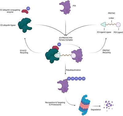 Precision oncology revolution: CRISPR-Cas9 and PROTAC technologies unleashed